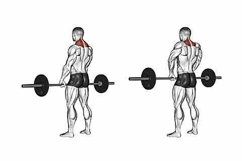 Shrugs Training