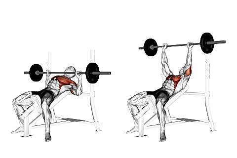 Traditional Bench Press